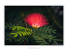 THE ONE - WILDLIFE & NATURE - "Powder Puff" - LIMITED EDITION 4 of 5