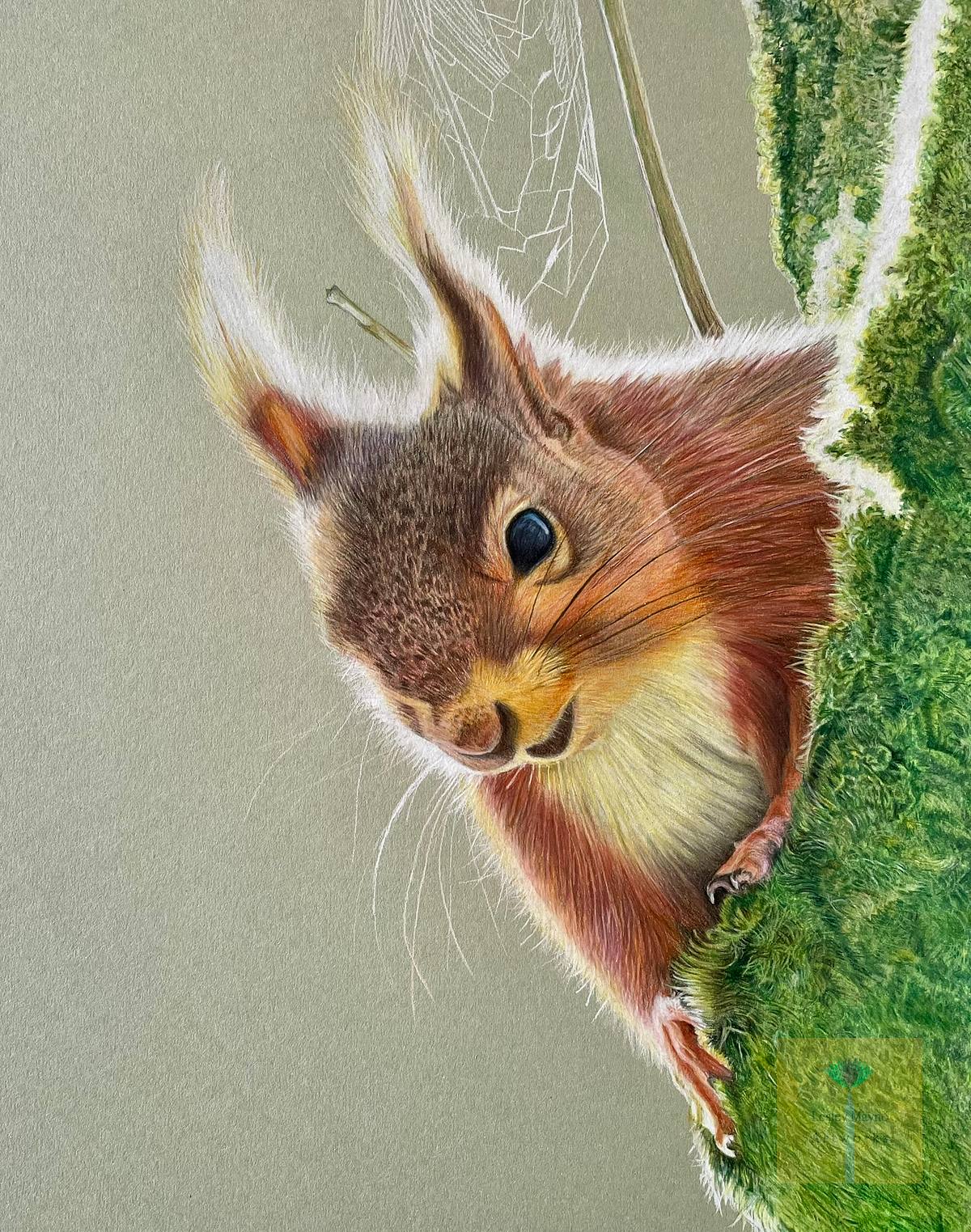 red squirrel coloured pencil art, red squirrel drawing, red squirrel art, red squirrel peeking from behind mossy tree, squirrel with moss, tree and cobweb,re squirrel art with moss, cheeky red squirrel art, cheeky red squirrel,