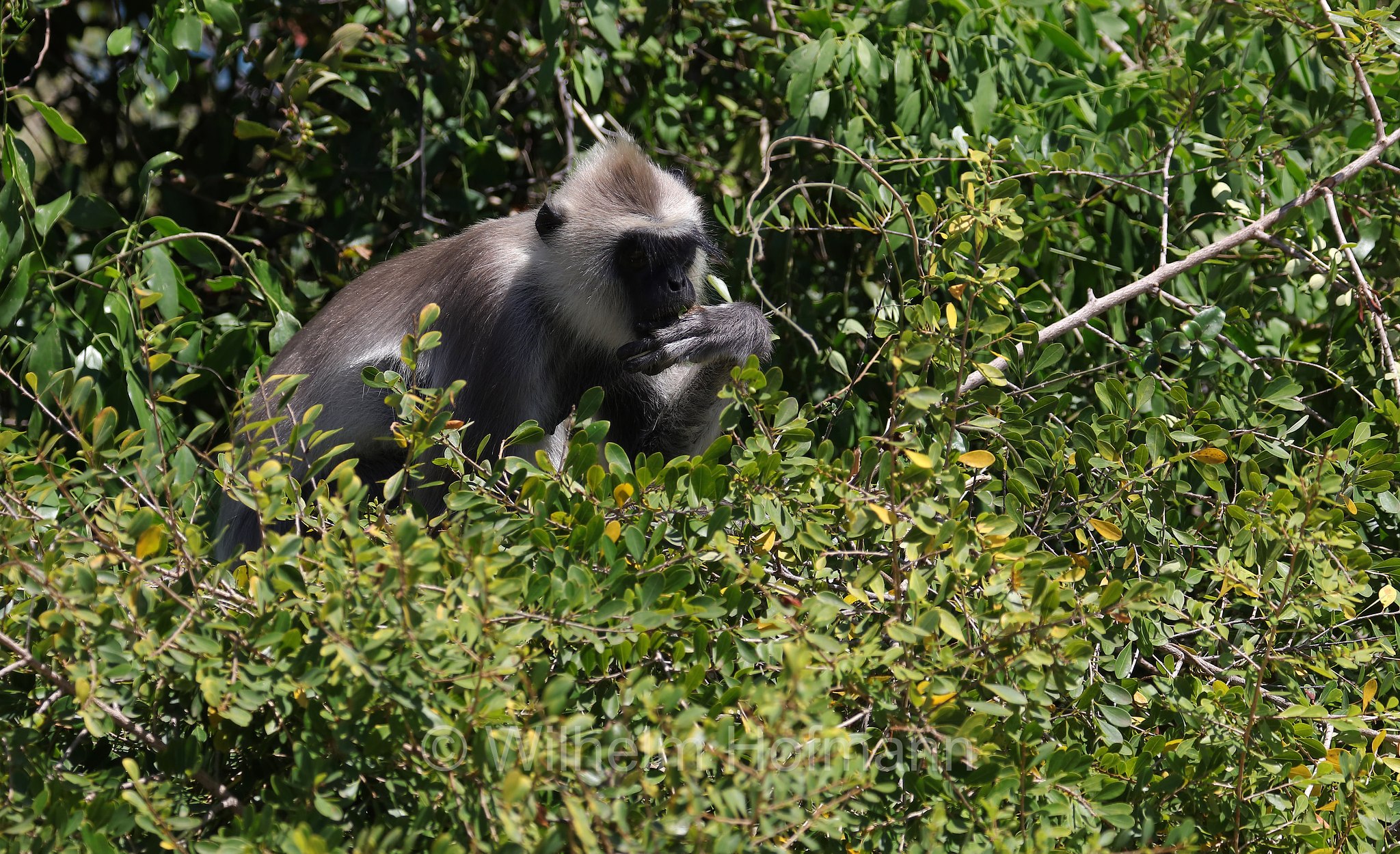 tufted gray langur, Madras gray langur, Coromandel sacred langur, Südlicher Hanuman-Langur, entello dal ciuffo, Semnopithecus priam, Sri Lanka, Southern Province, Hambantota, Hambantota District﻿, Palatupana Beach