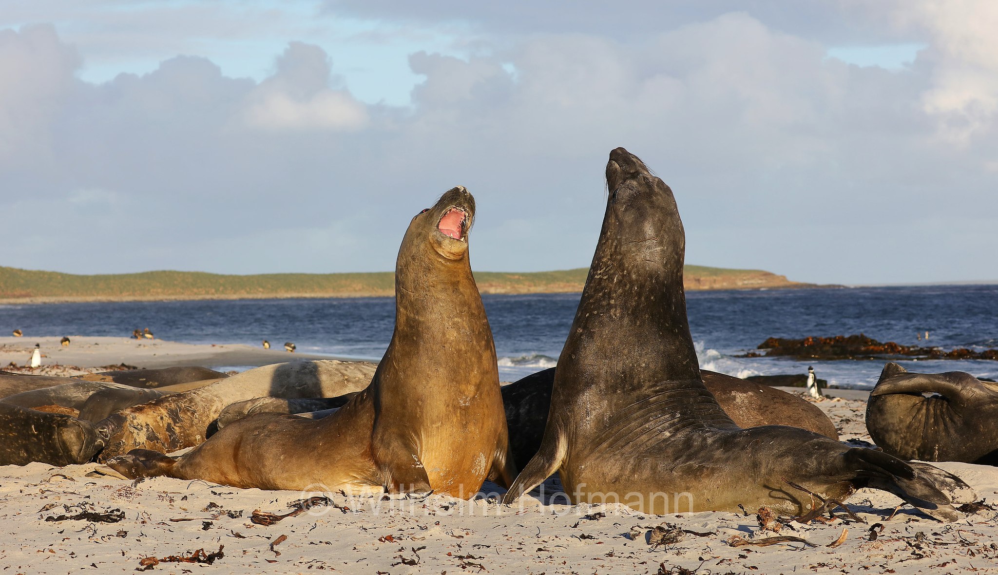 southern elephant seal, Südlicher See-Elefant, elefante marino meridionale, Mirounga leonina, Sealion Island, Sea Lion Island, Isla de los Leones Marinos, Falkland Islands, Falklandinseln, Isole Falkland