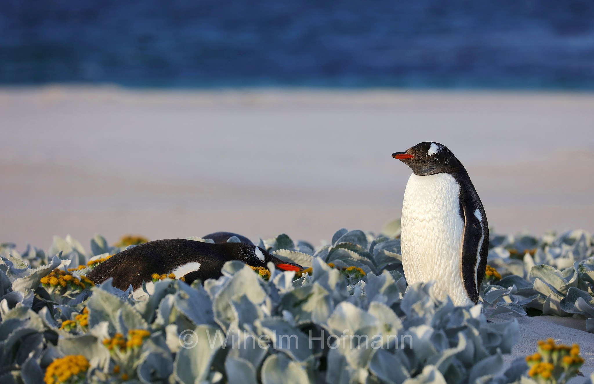 gentoo penguin, Eselspinguin, Rotschnabelpinguin, pigoscelide comune, pinguino Papua, Pygoscelis papua, Bleaker Island, Isla María, Falkland Islands, Falklandinseln, Isole Falkland