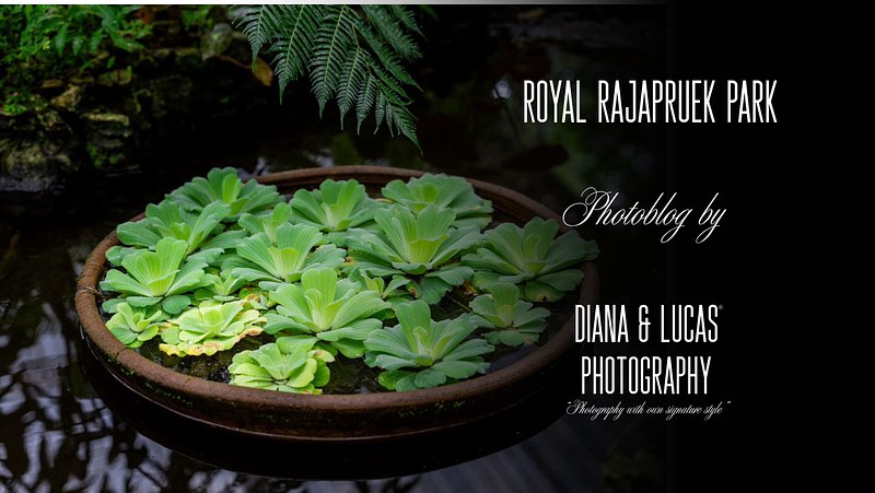 Royal Park Rajapruek. One of Those Places You Just Keep Shooting.