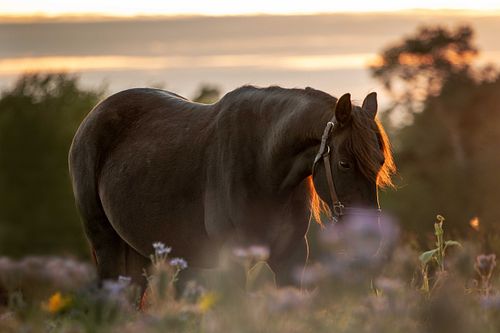 Wild at Heart