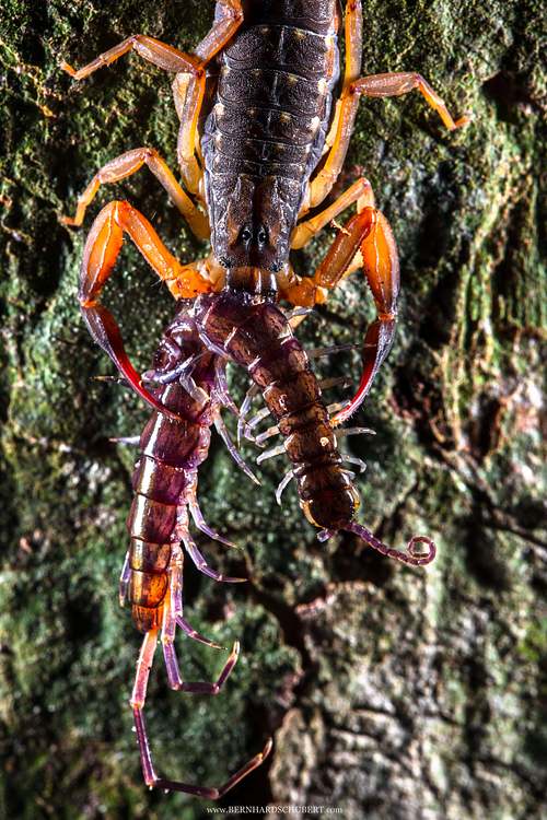 Lychas scutilus mit Hundertfüßer-Beute