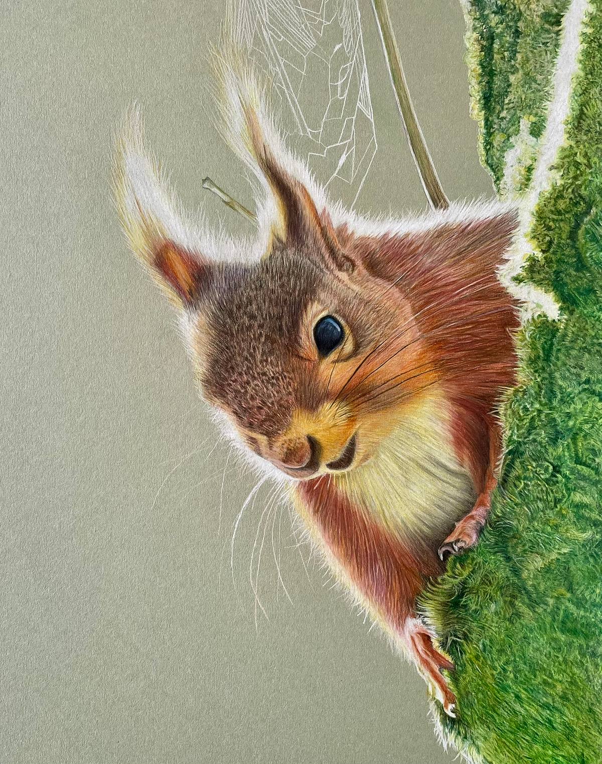 Original coloured pencil drawing of a red squirrel looking at the viewer from behind a mossy tree trunk. A cobweb is in the background and the squirrel and moss are back-lit by sunlight