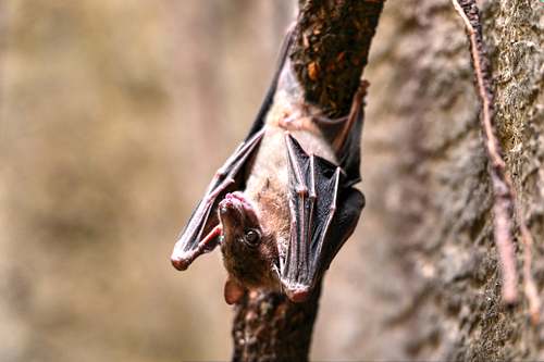 bat
