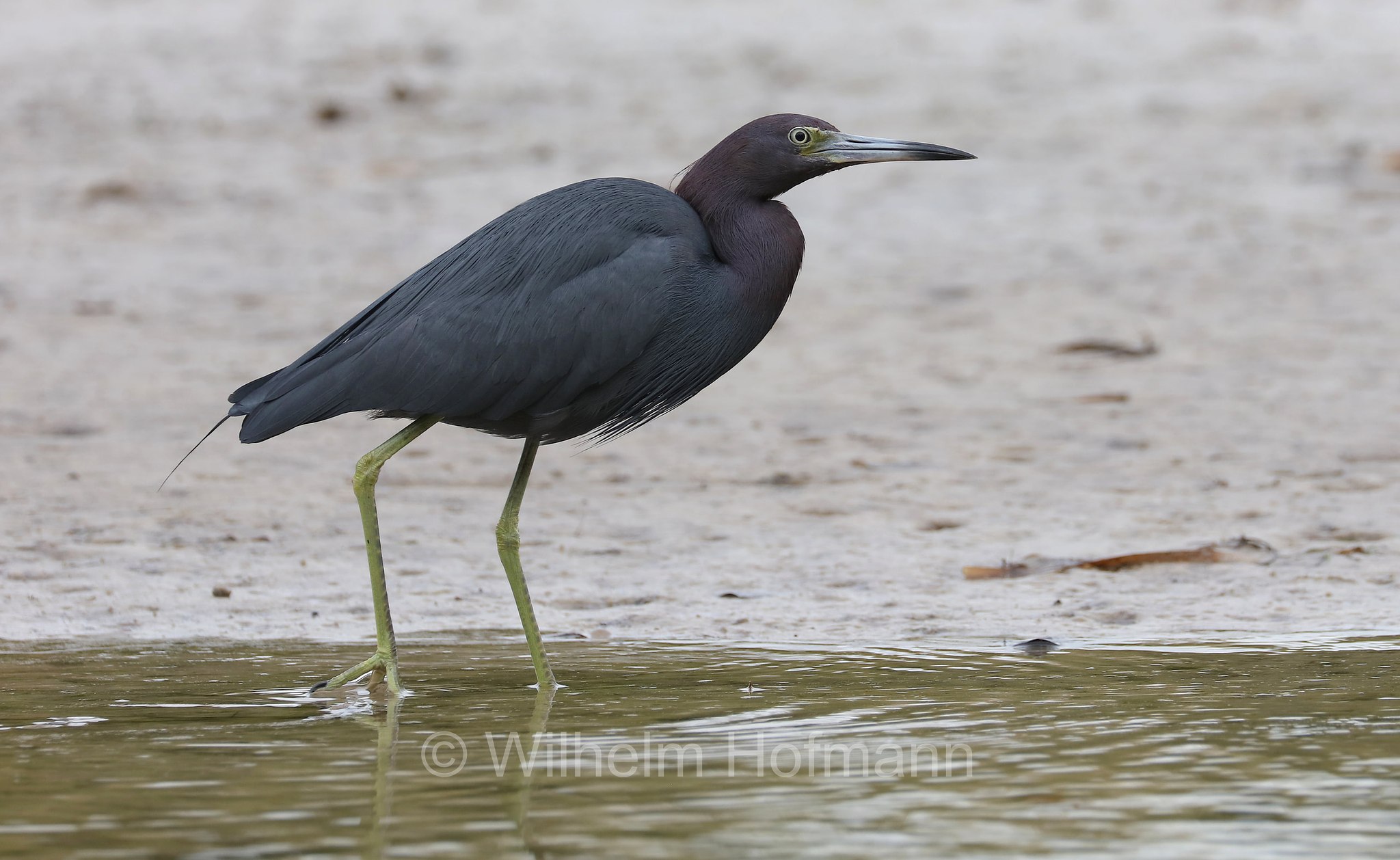 Egretta caerulea, little blue heron, Blaureiher, airone azzurro minore, Key Vista Nature Park, Florida, USA