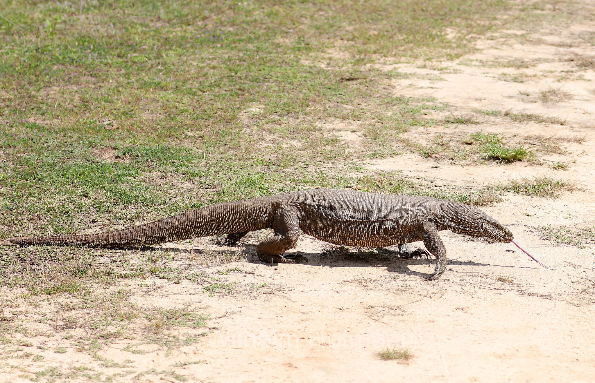 Bengal monitor, Indian monitor, Bengalenwaran, varano de Bengala, Varanus bengalensis, Sri Lanka, Yala National Park, Yala Nationalpark, Parco nazionale di Yala