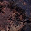 Abstracte natuurfotografie (4 juli 2026)