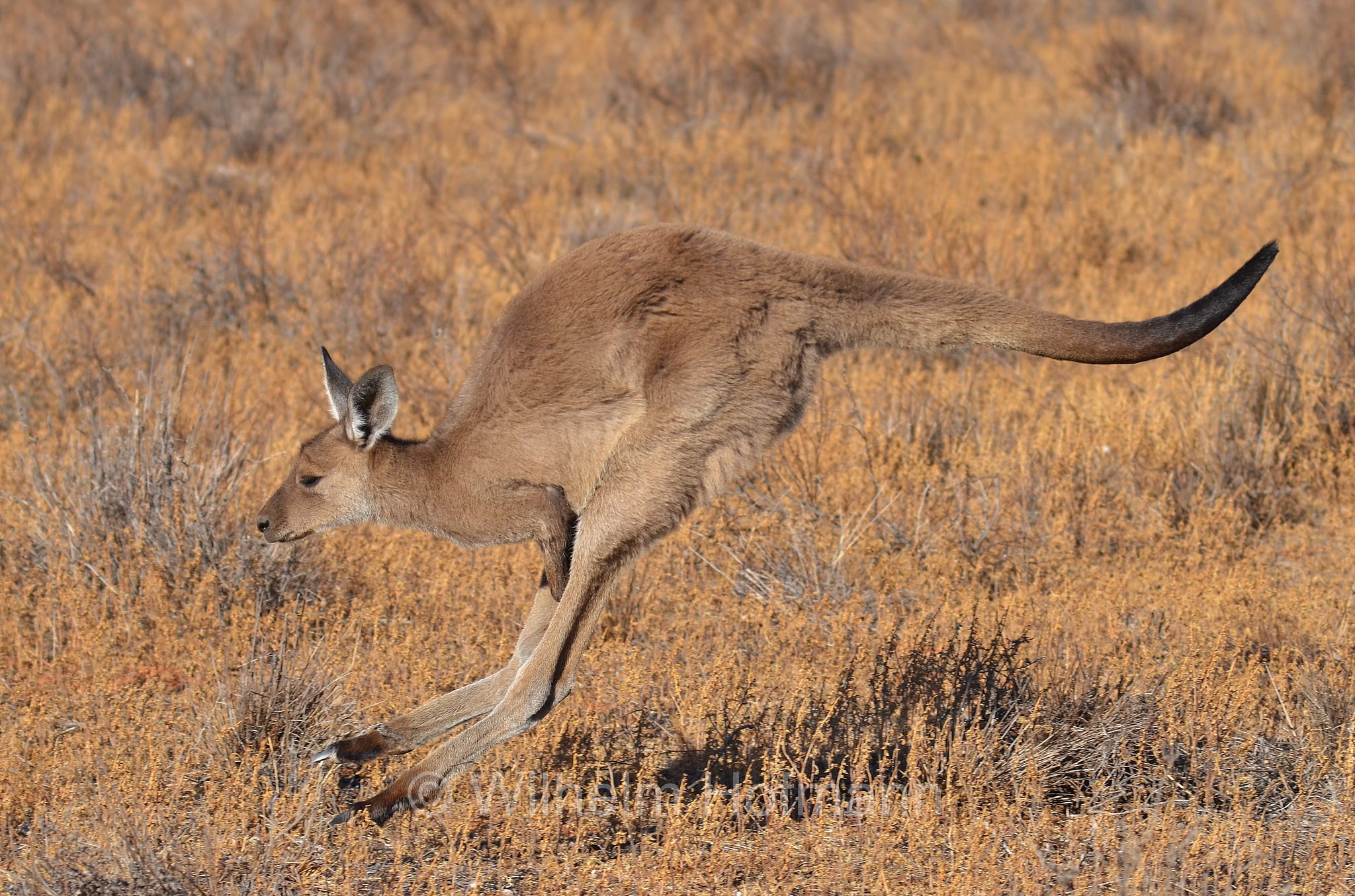 western grey kangaroo, western grey giant kangaroo, black-faced kangaroo, mallee kangaroo, sooty kangaroo, Westliches Graues Riesenkänguru, canguro grigio occidentale, Macropus fuliginosus, Mungo National Park, Mungo Main Campground, Mungo-Nationalpark, New South Wales, Nuovo Galles del Sud, Australia, Australien