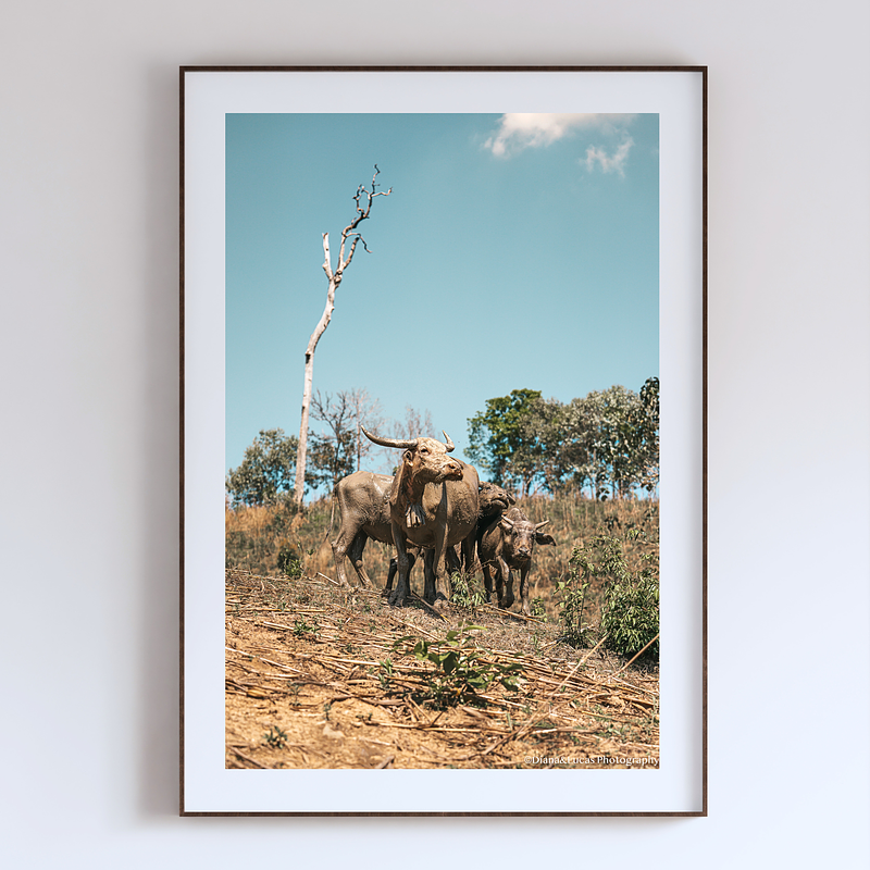 COLLECTION - GIANTS OF THE LAND VERTICAL - "Buffalo Sky" - LIMITED EDITION 10 of 10
