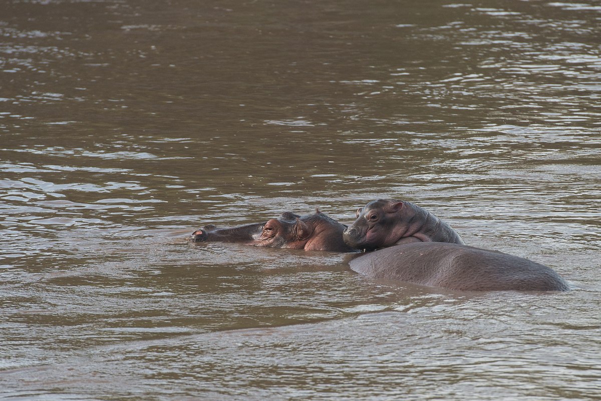 Hippo-Back-Ride