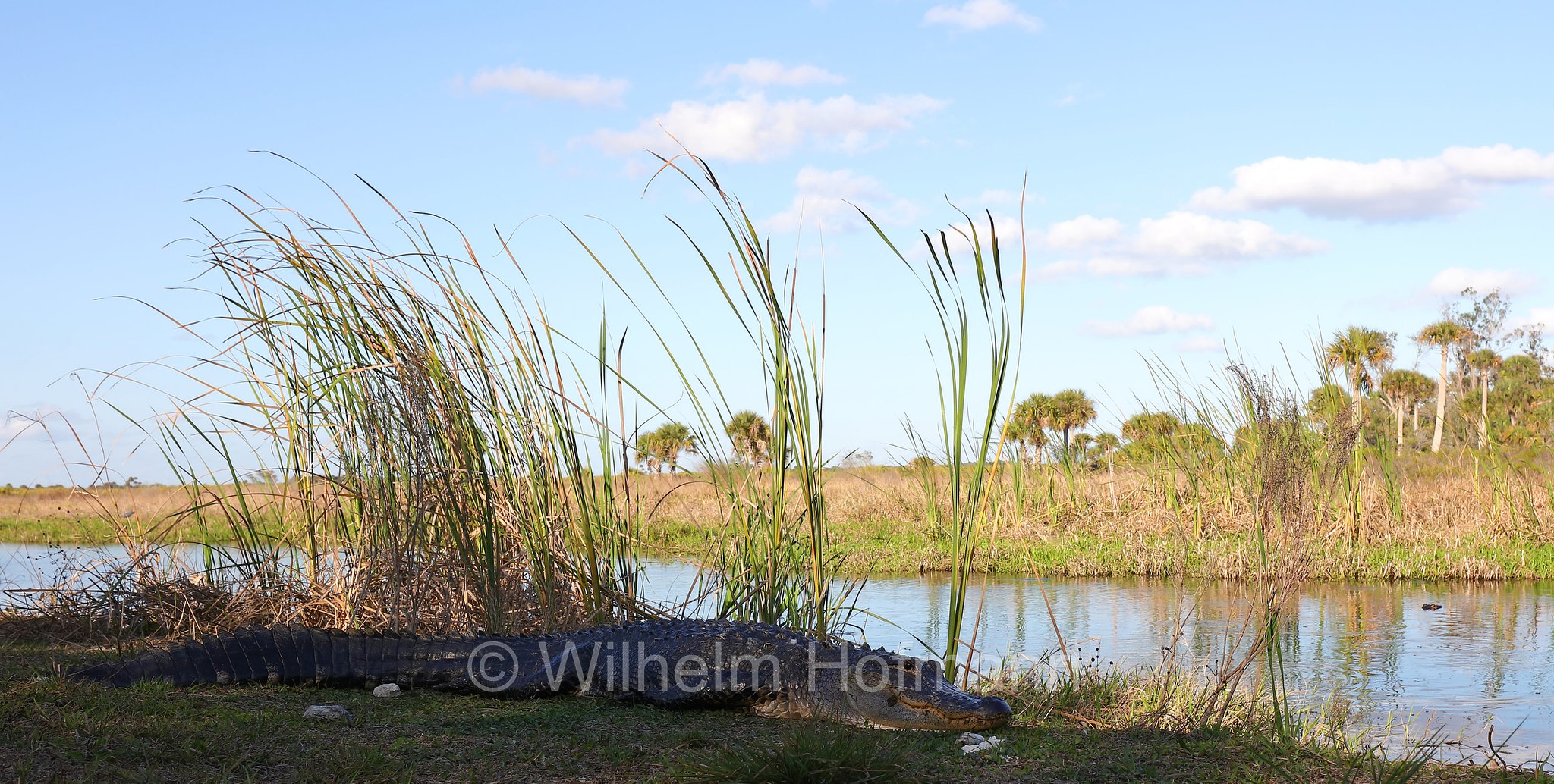 Alligator mississippiensis, American alligator, common alligator, gator, Mississippi-Alligator, Hechtalligator, alligatore del Mississippi, Sevenmile Slough, Double Trailhead, Kissimmee Prairie Preserve State Park, Florida, USA