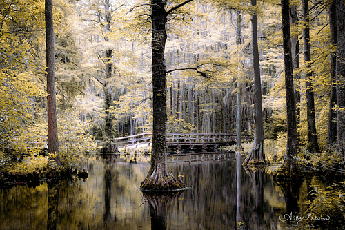 Golden Haze Bridge