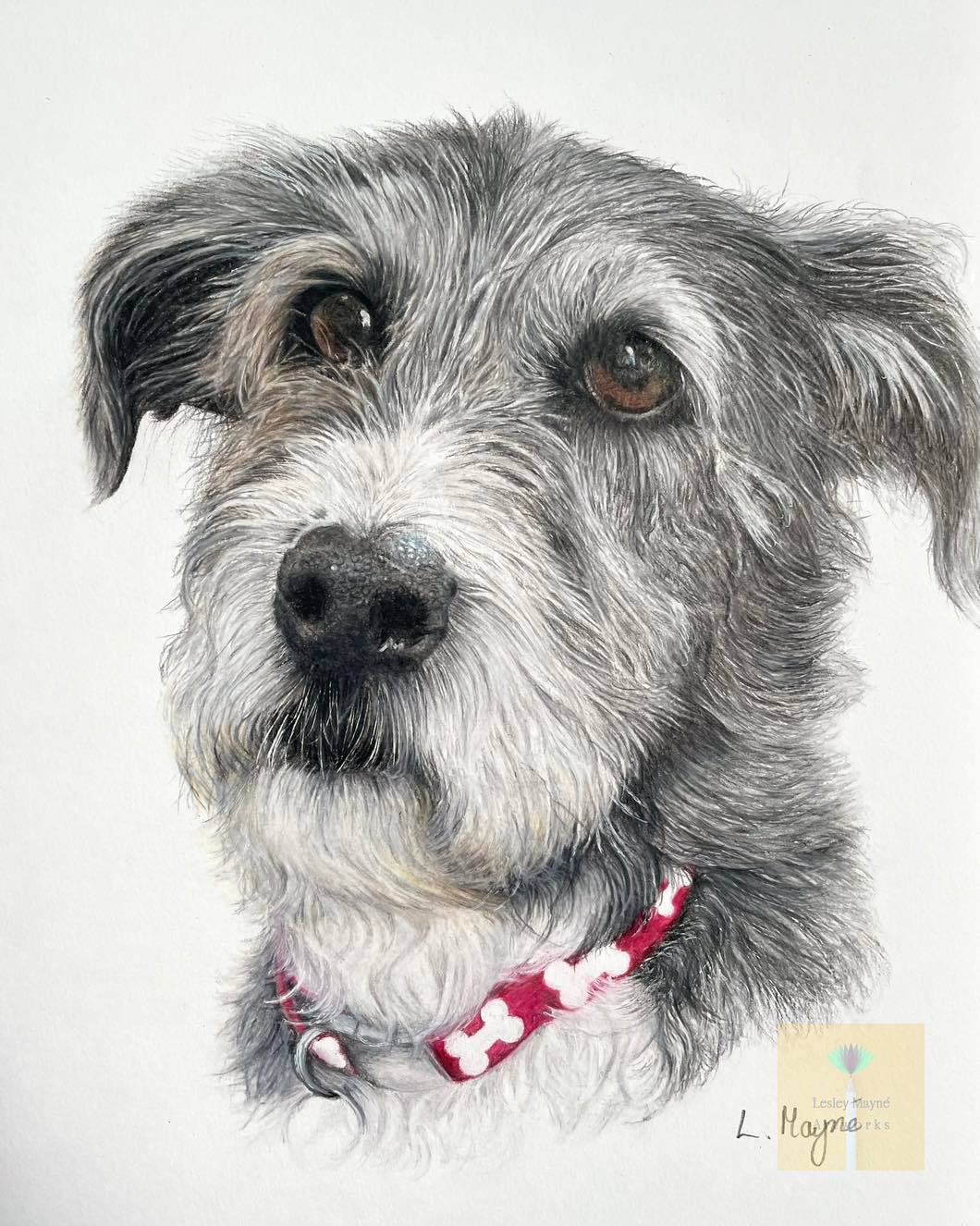 bearded collie, lurcher, collie cross, lurcher cross, lurcher cross portrait, beard collie cross portrait