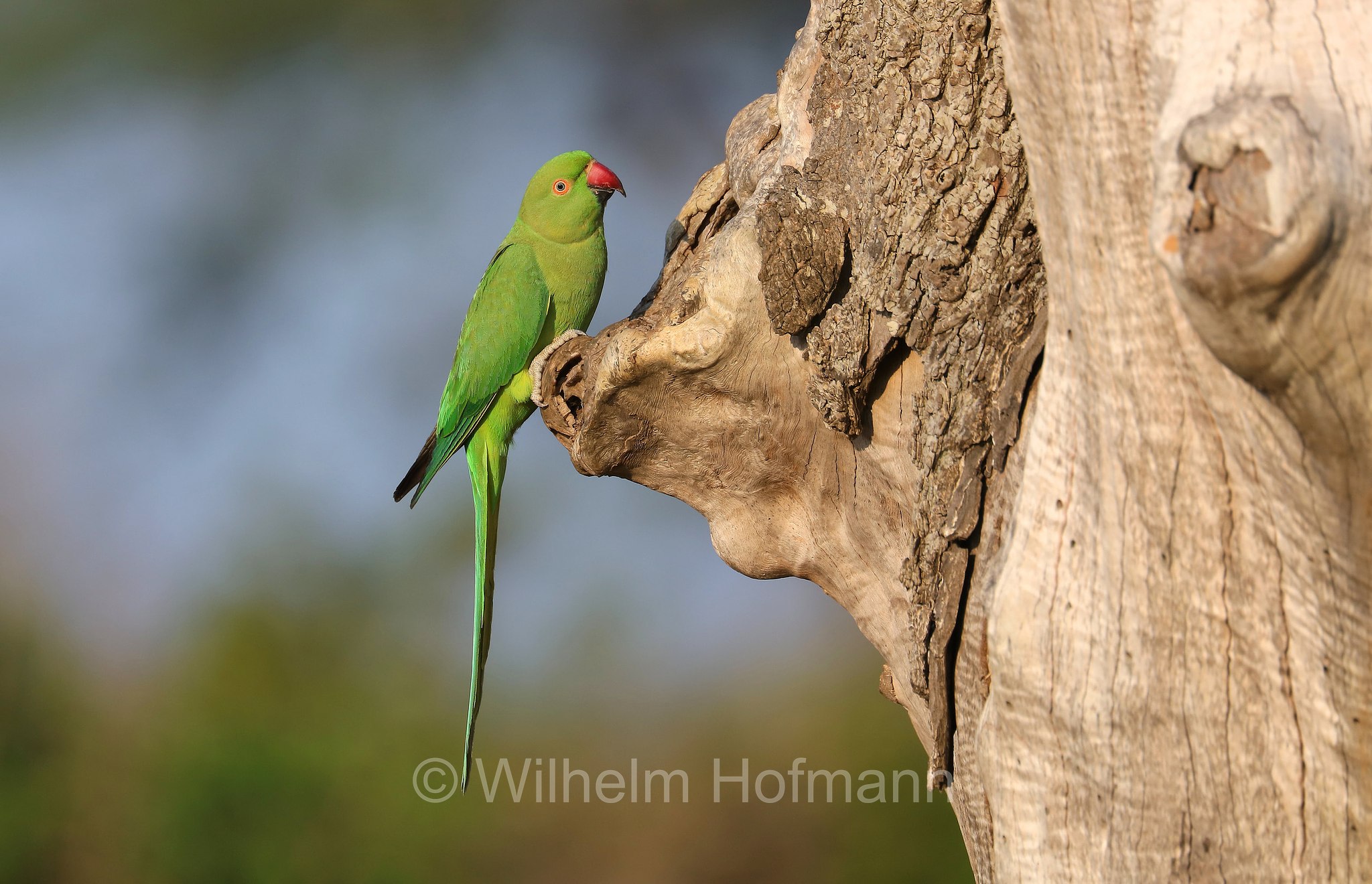 Indian rose-ringed parakeet, Indischer Halsbandsittich, parrocchetto dal collare indiano, Psittacula krameri manillensis, Sri Lanka, Bundala National Park, Bundala Nationalpark, Parco nazionale Bundala