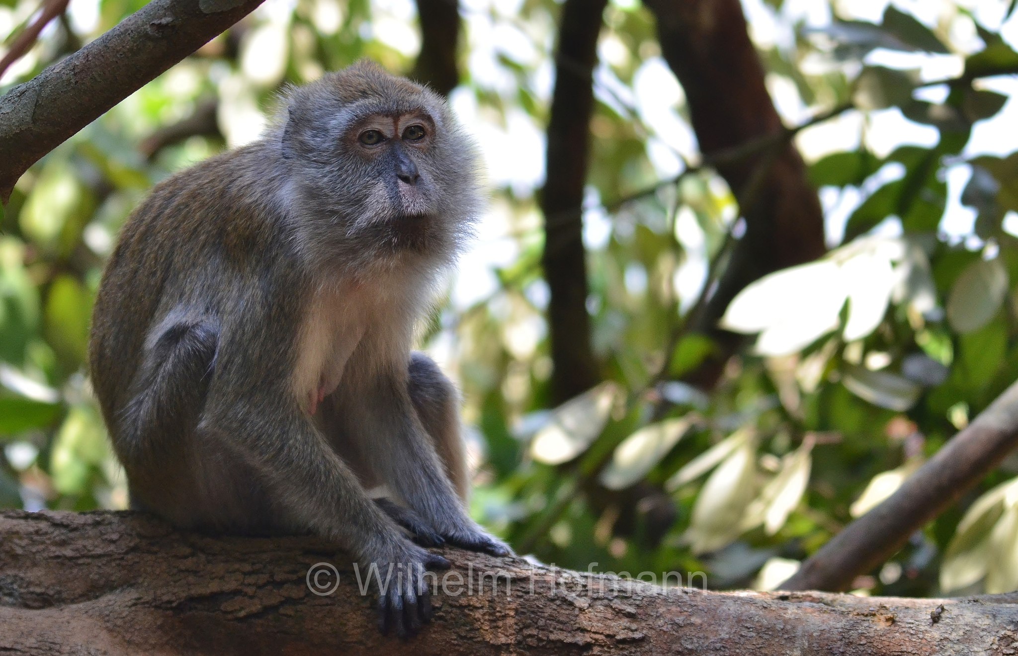 crab-eating macaque, long-tailed macaque, cynomolgus monkey, Javaneraffe, Langschwanzmakak, Krabbenesser, macaco cinomolgo, macaco cancrivoro, macaco mangiagranchi, macaco di Buffon, macaco di Giava, Macaca fascicularis, MacRitchie Reservoir Park, Singapore, Singapur