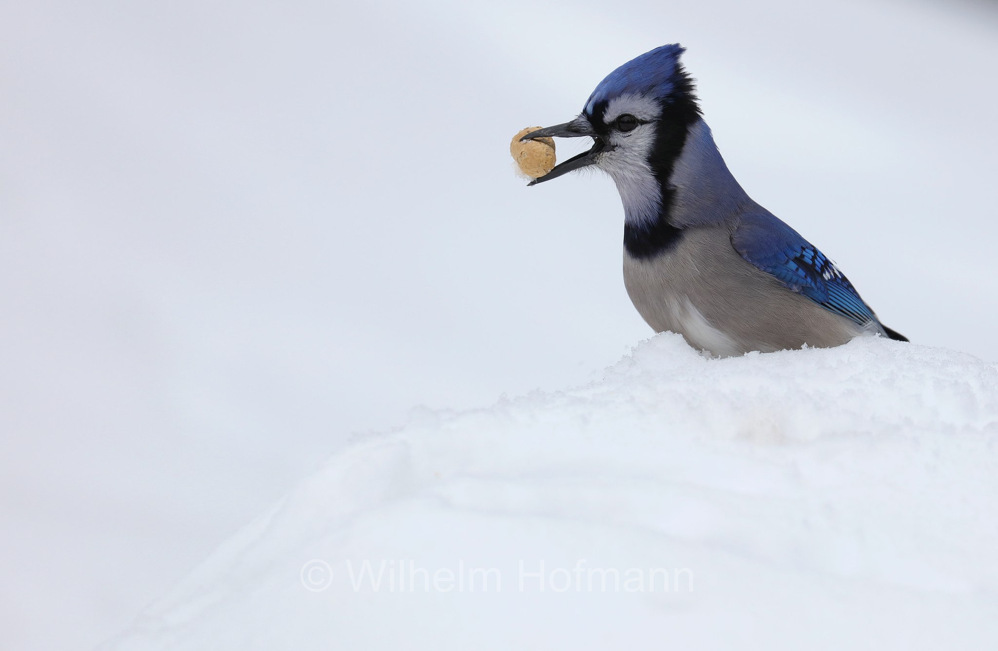 Cyanocitta cristata, blue jay, Blauhäher, ghiandaia azzurra americana, ghiandaia azzurra, Costello Creek, Algonquin Provincial Park, Parco provinciale di Algonquin, Ontario, Canada, Kanada