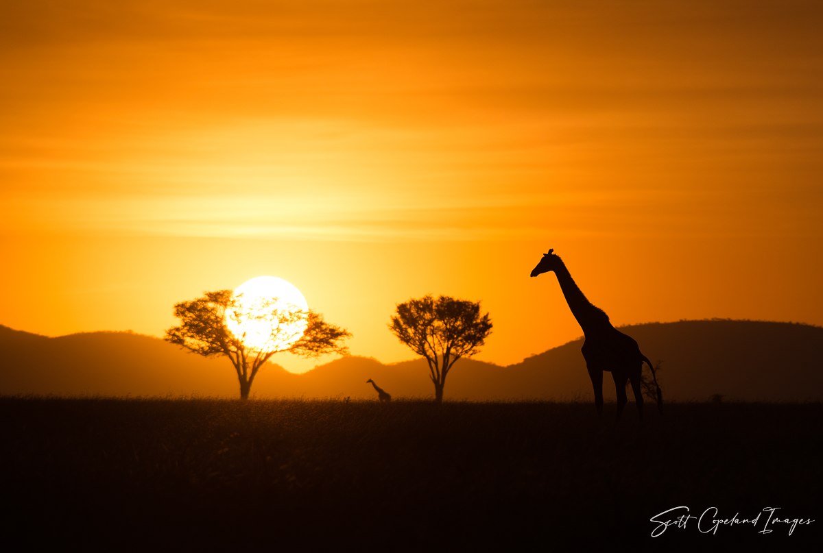 African Classic