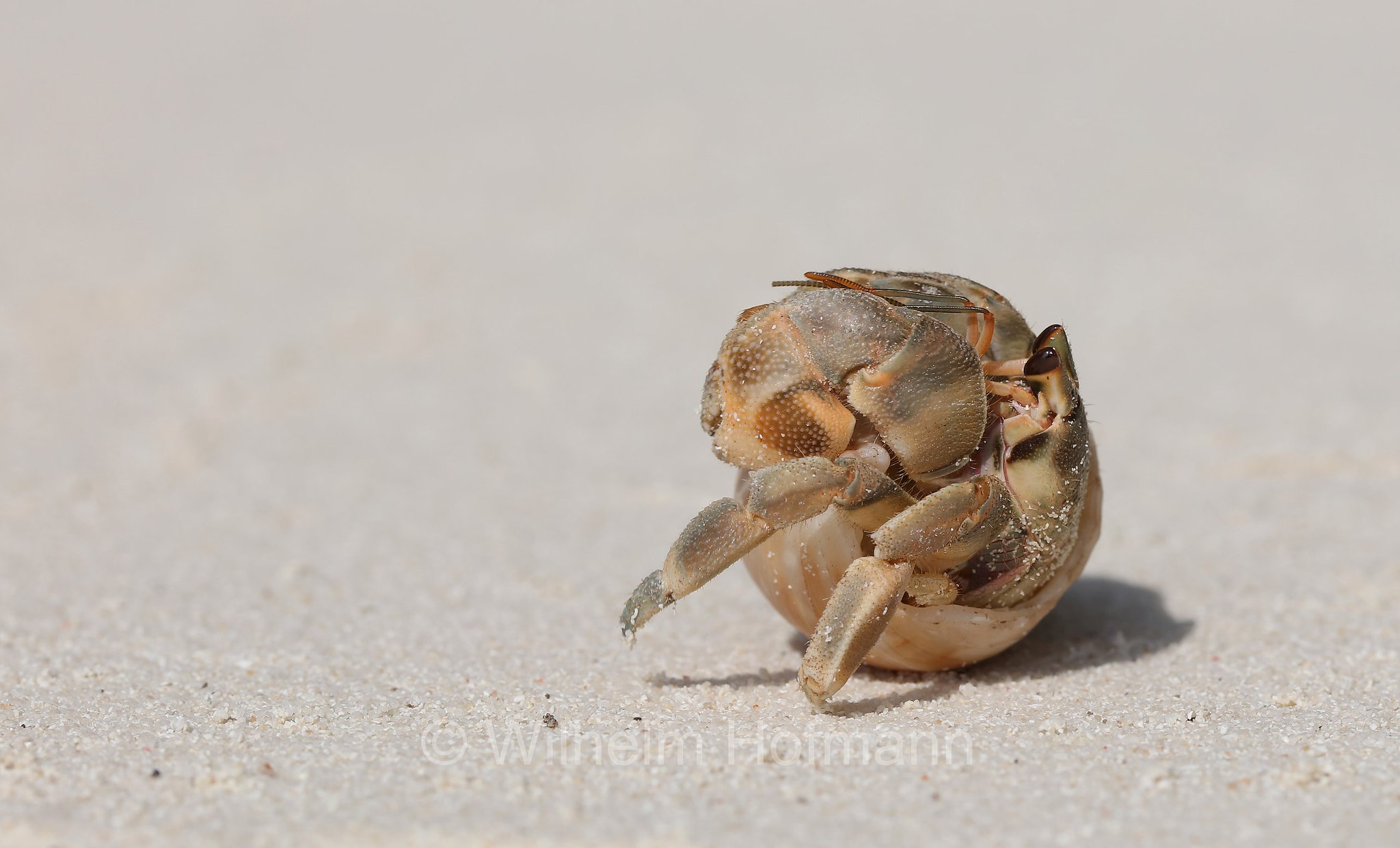strawberry hermit crab, Coenobita perlatus, Erdbeer-Landeinsiedlerkrebs, Malediven, Maldives, Maledive, fihalhohi island resort