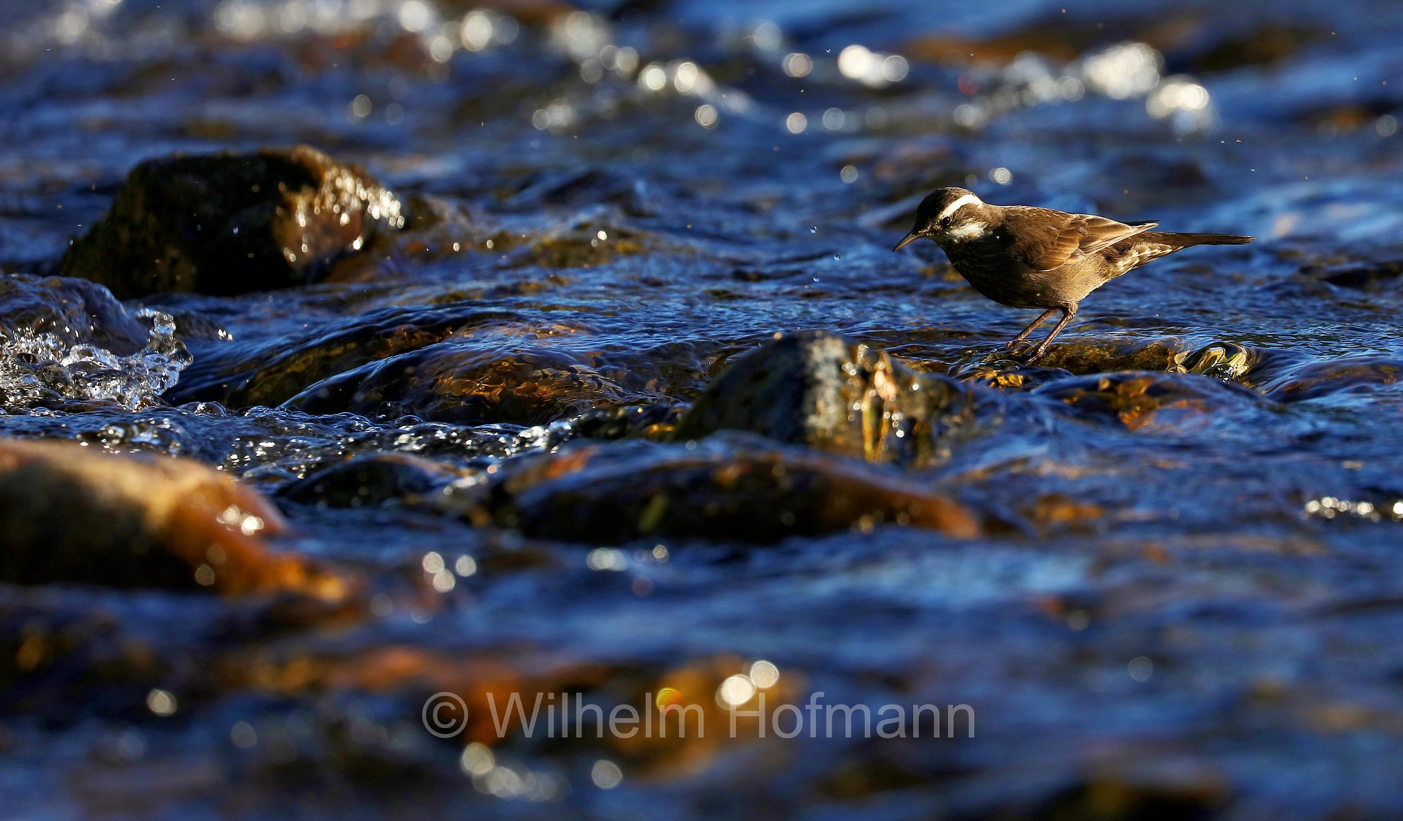 grey-flanked cinclodes, Oustalet's cinclodes﻿, Grauflanken-Uferwipper, cinclodes di Oustalet, Cinclodes oustaleti, Rio Pucón, Rio Minetue, Rio Menetue, Araucanía, Aurakarien, Patagonia, Patagonien, Chile, Cile