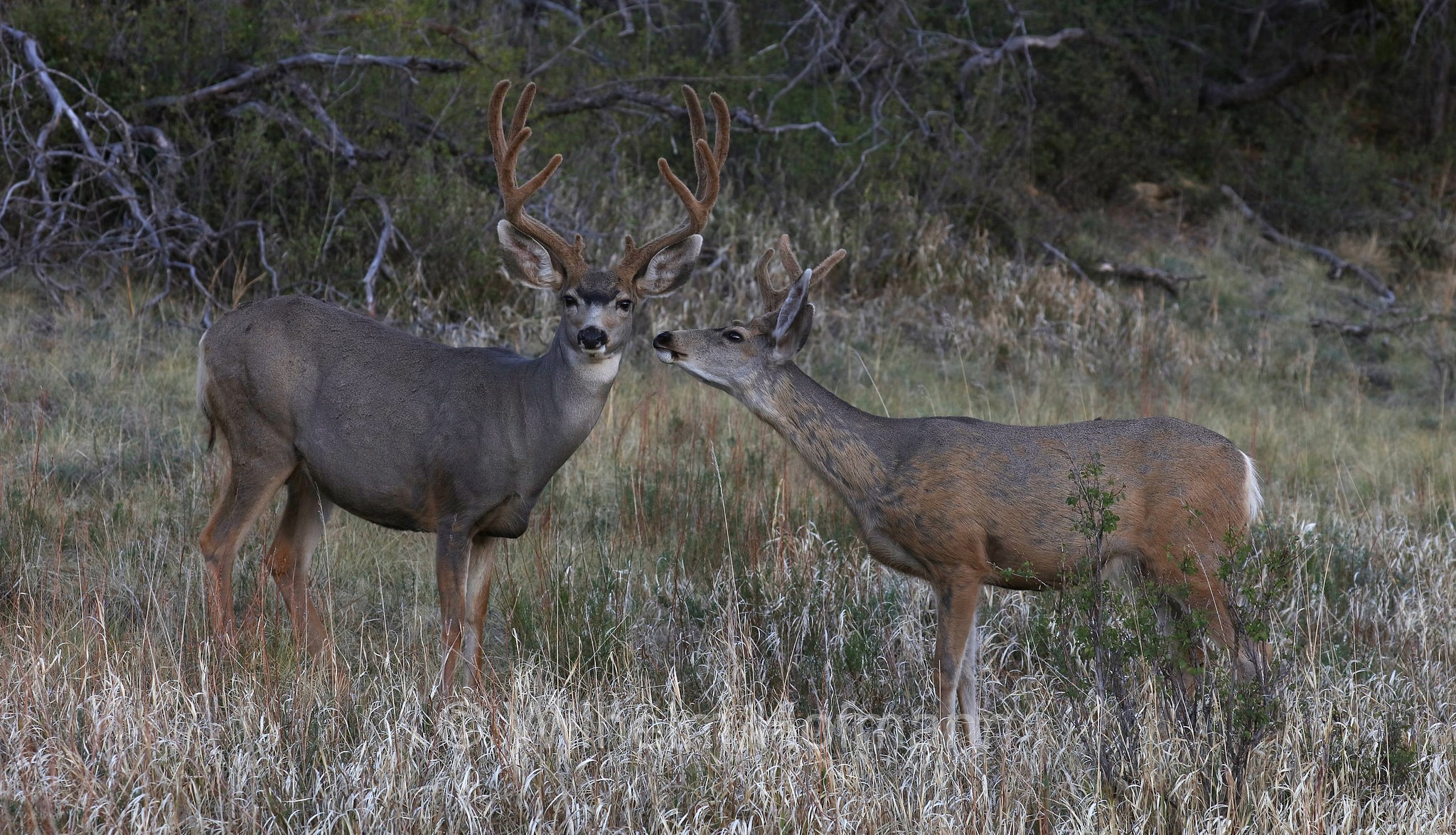 Odocoileus hemionus hemionus, Rocky Mountain Mule Deer, Rocky-Mountain-Maultierhirsch, cervo mulo delle Rocciose, Morefield Campground, Mesa Verde National Park, Mesa-Verde-Nationalpark, parco nazionale di Mesa Verde, Colorado, USA
