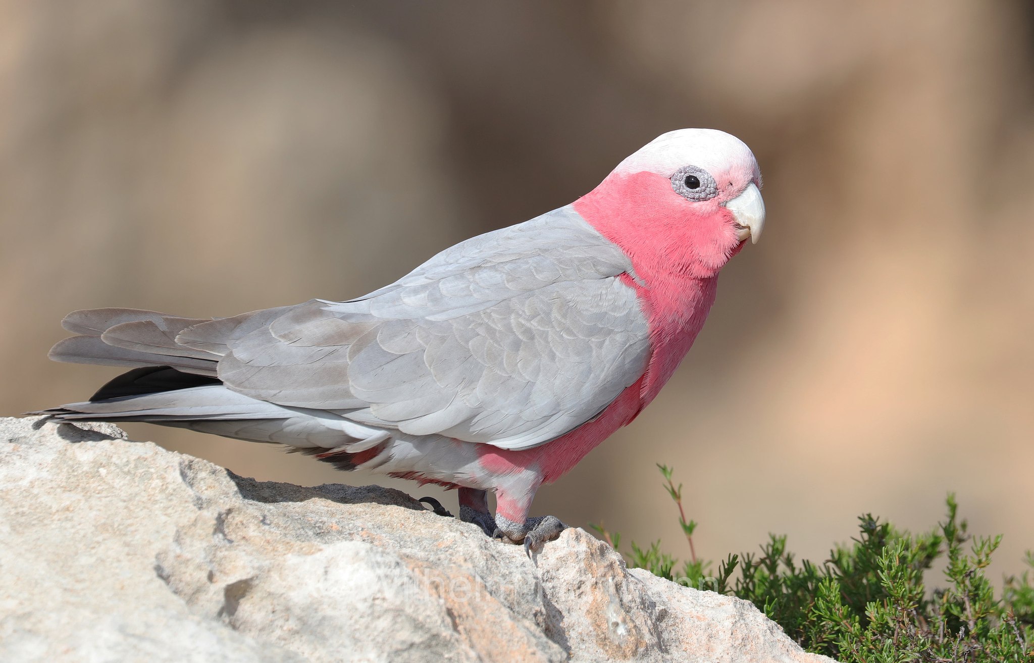 Cacatua roseicapilla, ﻿galah, pink and grey cockatoo, galah cockatoo, rose-breasted cockatoo, Rosakakadu, cacatua rosa, Eolophus roseicapilla, Cape Peron, Point Peron, Western Australia, Westaustralien, Australia Occidentale, Australia, Australien