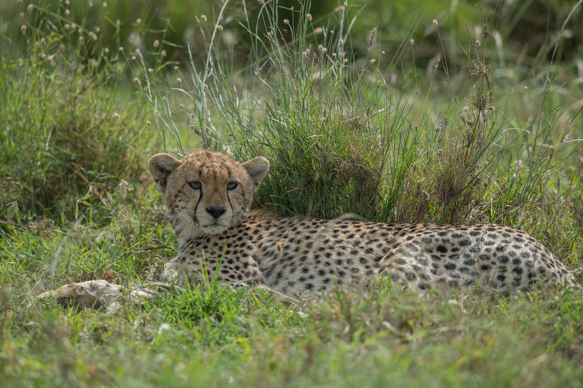 Cheetah-Napping