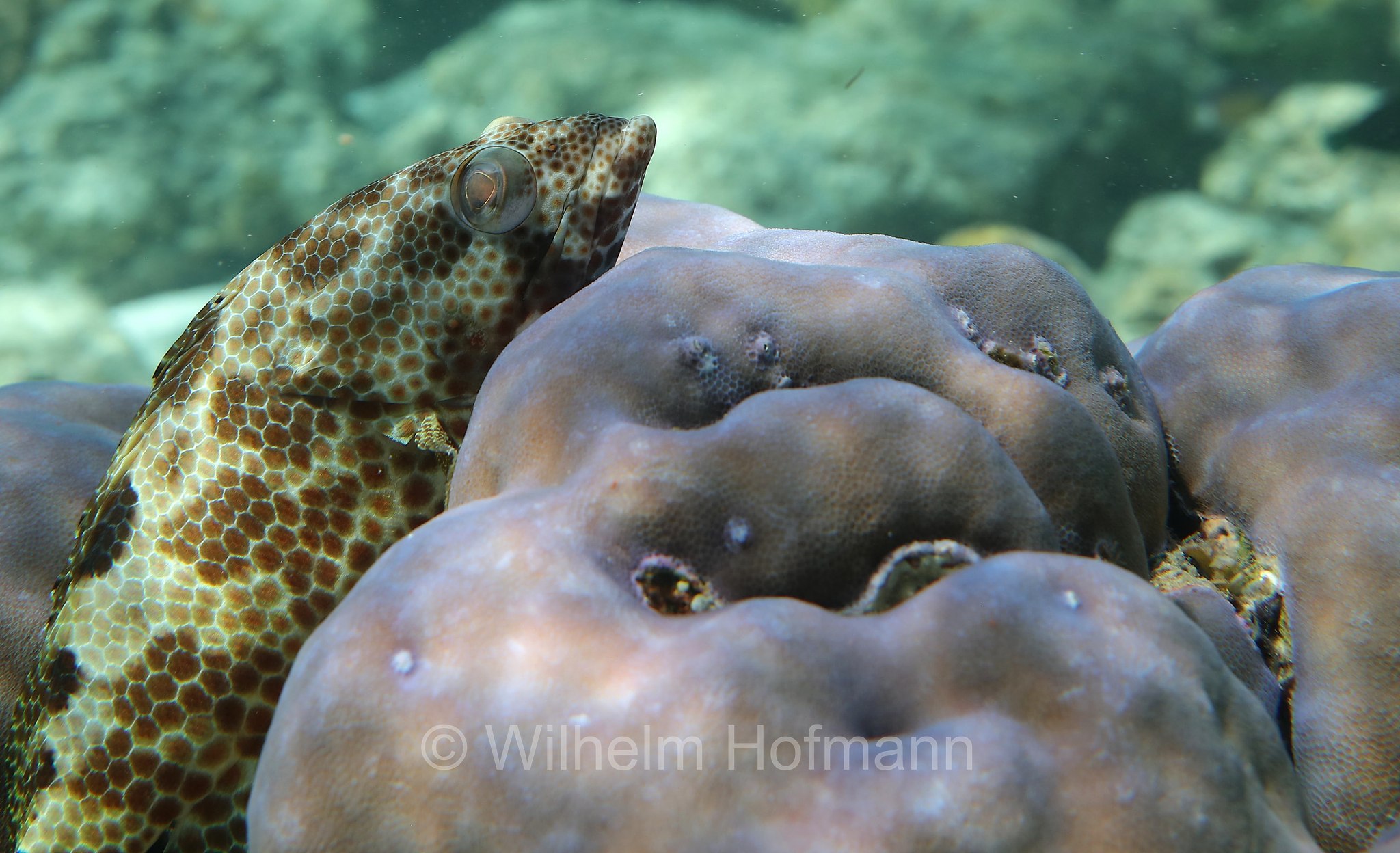 foursaddle grouper, spotty cod, Vierfleck-Wabenbarsch, cernia dalle quattro selle, Epinephelus spilotoceps, Malediven, Maldives, Maledive, fihalhohi island resort