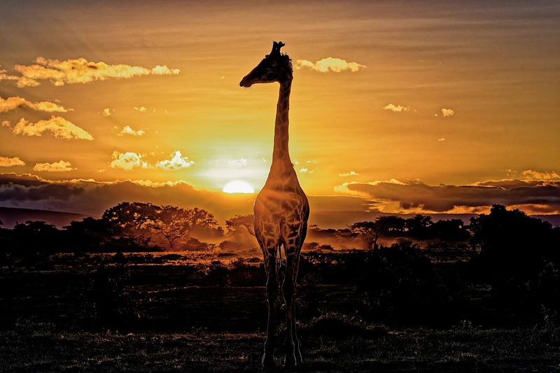 Animaux couleurs