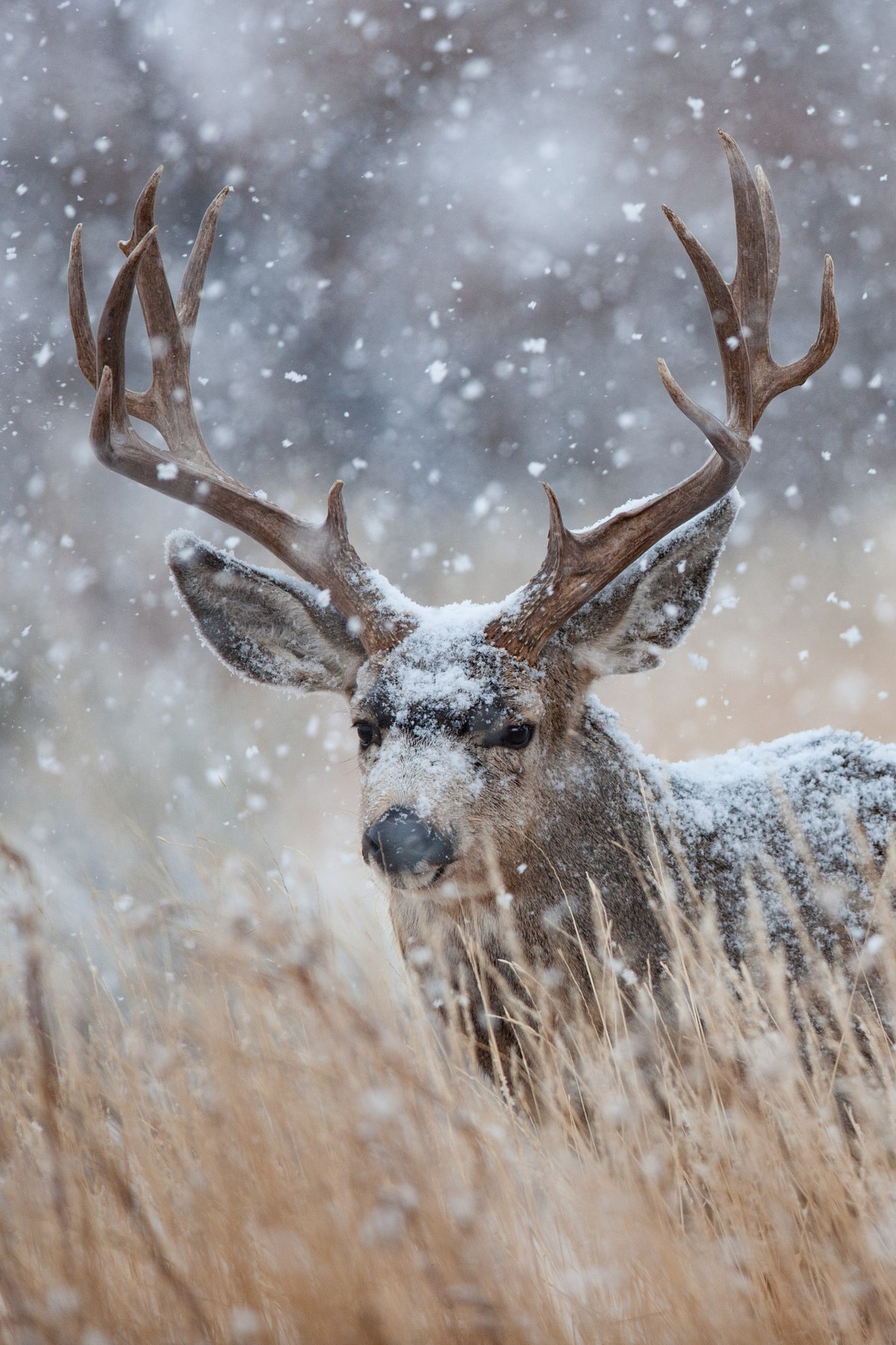 Old-Boy-in-the-Snow