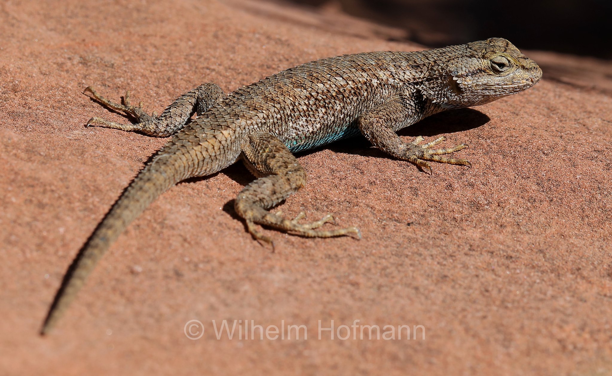 Sceloporus graciosus, sagebrush lizard, sagebrush swift, Beifuß-Stachelleguan, Pine Creek Canyon Overlook, Zion National Park, Zion-Nationalpark, Parco nazionale di Zion, Utah, USA