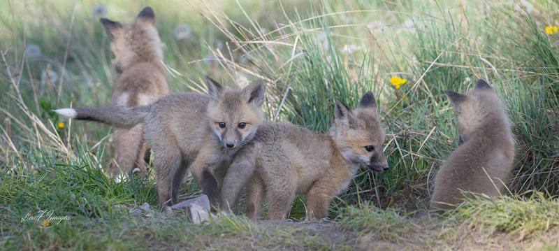 Kit Portrait Day (Red Fox)
