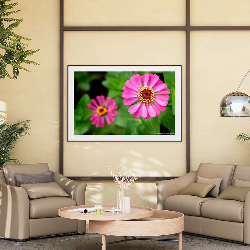 THE ONE - WILDLIFE & NATURE - "Pink Zinnia" - LIMITED EDITION 3 of 5