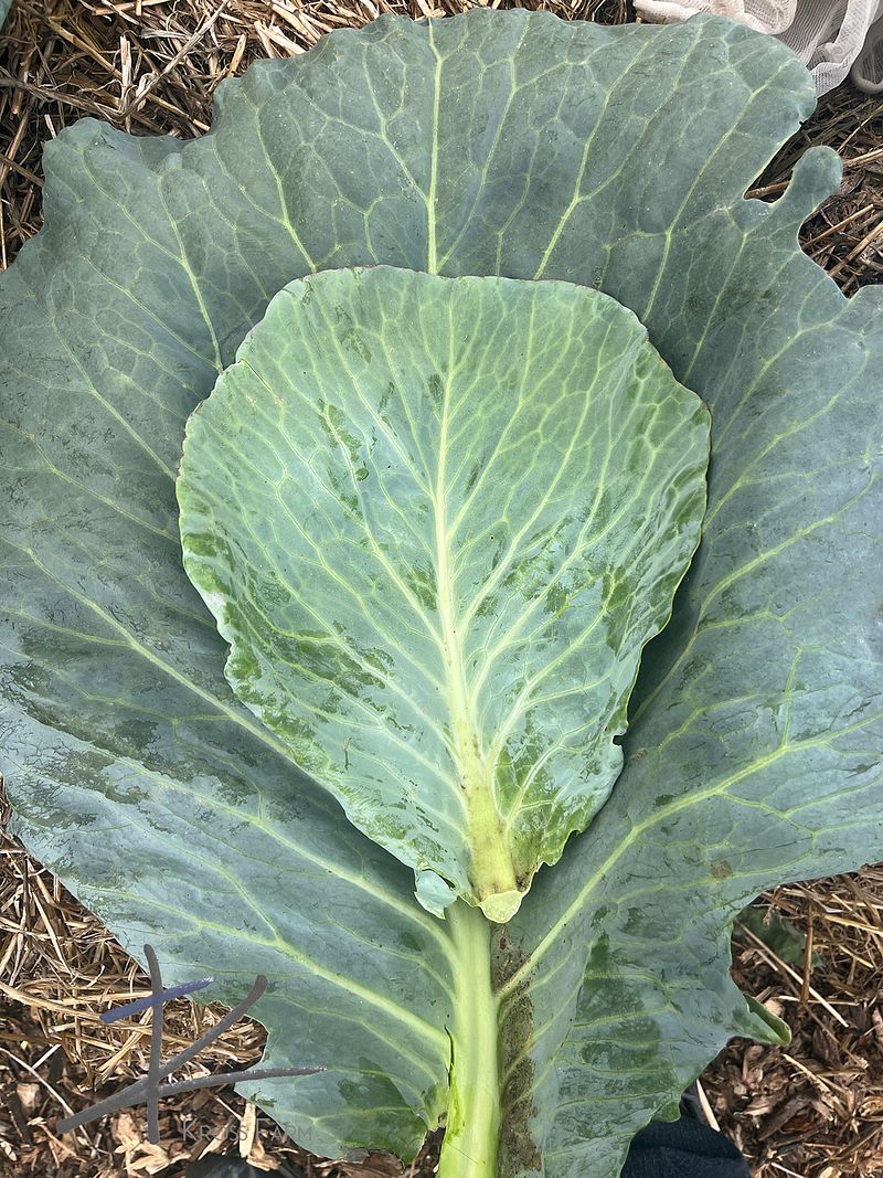 How to grow healthy vegetables with no chemicals | Kross Farm