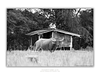 THE ONE - WILDLIFE & NATURE - "Alone in the Field" - LIMITED EDITION 3 of 5