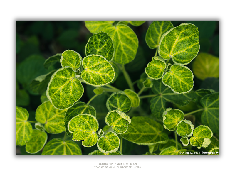 THE ONE - WILDLIFE & NATURE - "Leaf Radiance" - LIMITED EDITION 5 of 5