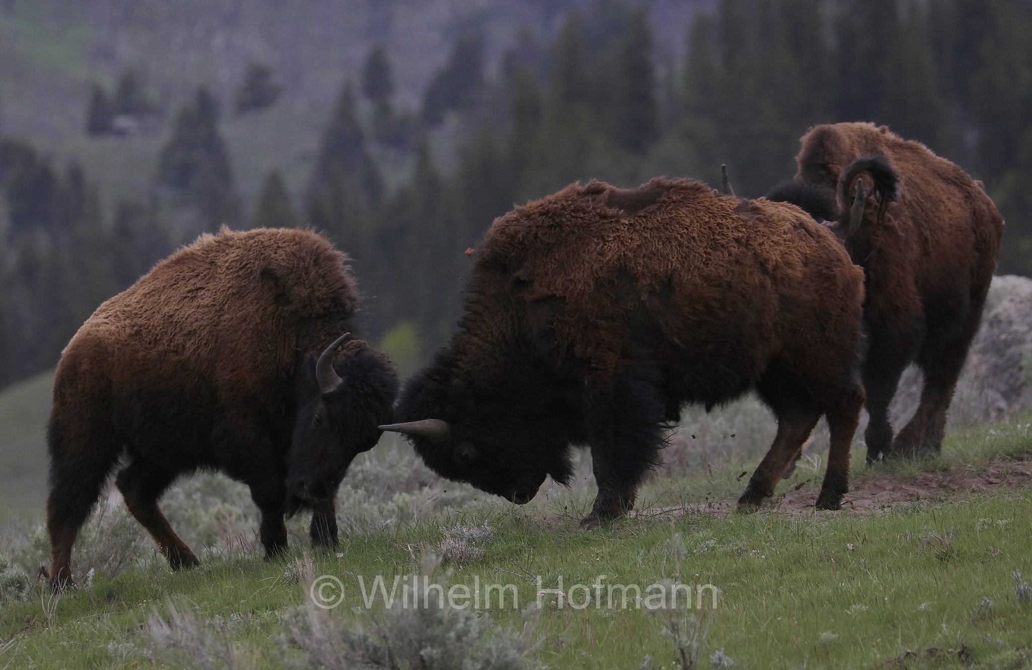 Plains bison, Präriebison, bisonte delle pianure, Bison bison bison, Yellowstone National Park, Yellowstone-Nationalpark﻿, parco nazionale di Yellowstone, Wyoming, USA