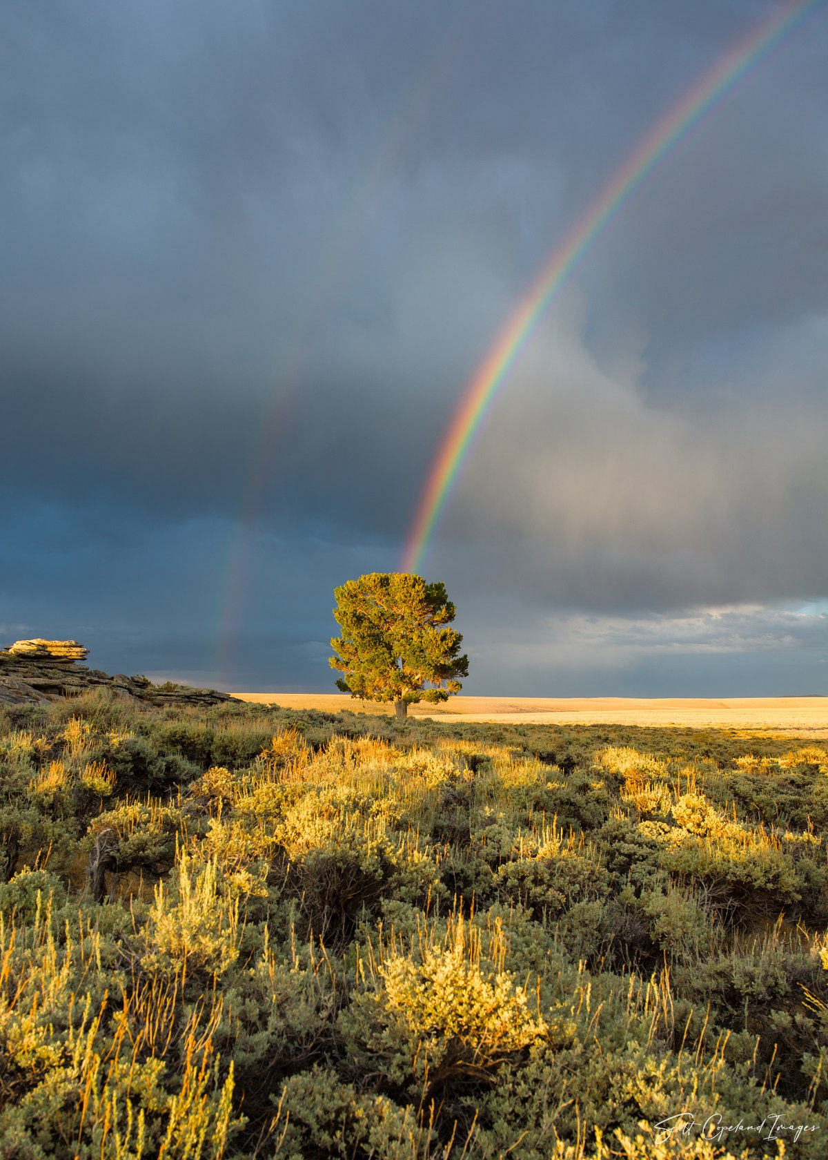 Rainbow-Tree
