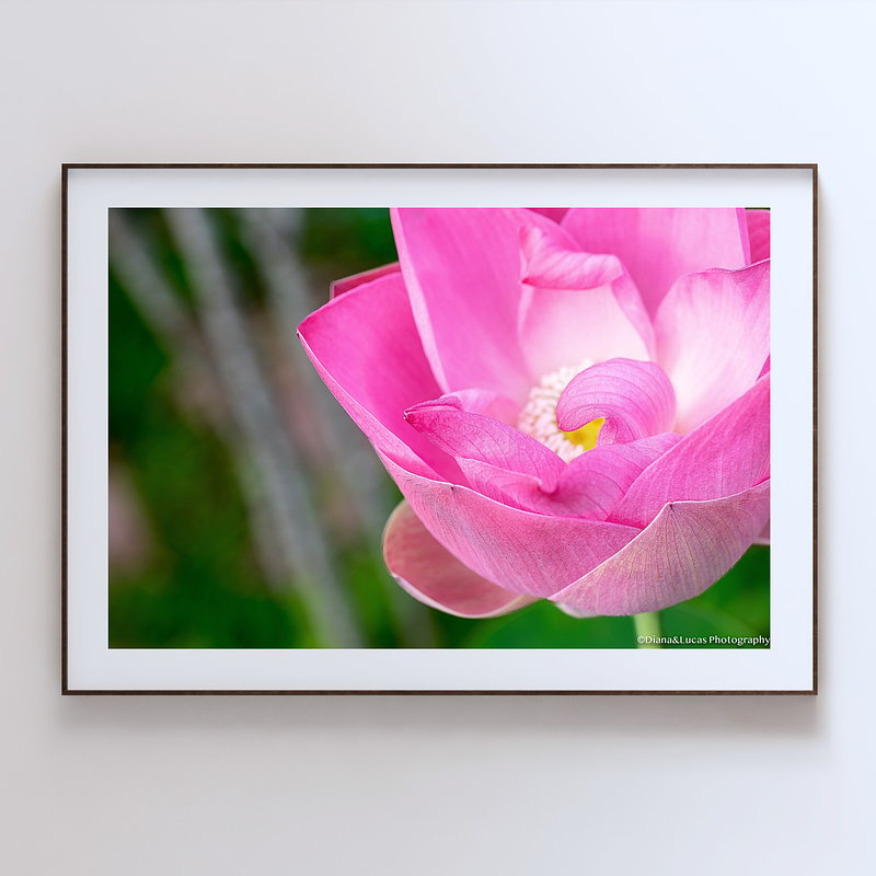 THE ONE - WILDLIFE & NATURE - "Pink Lotus" - LIMITED EDITION 5 of 5