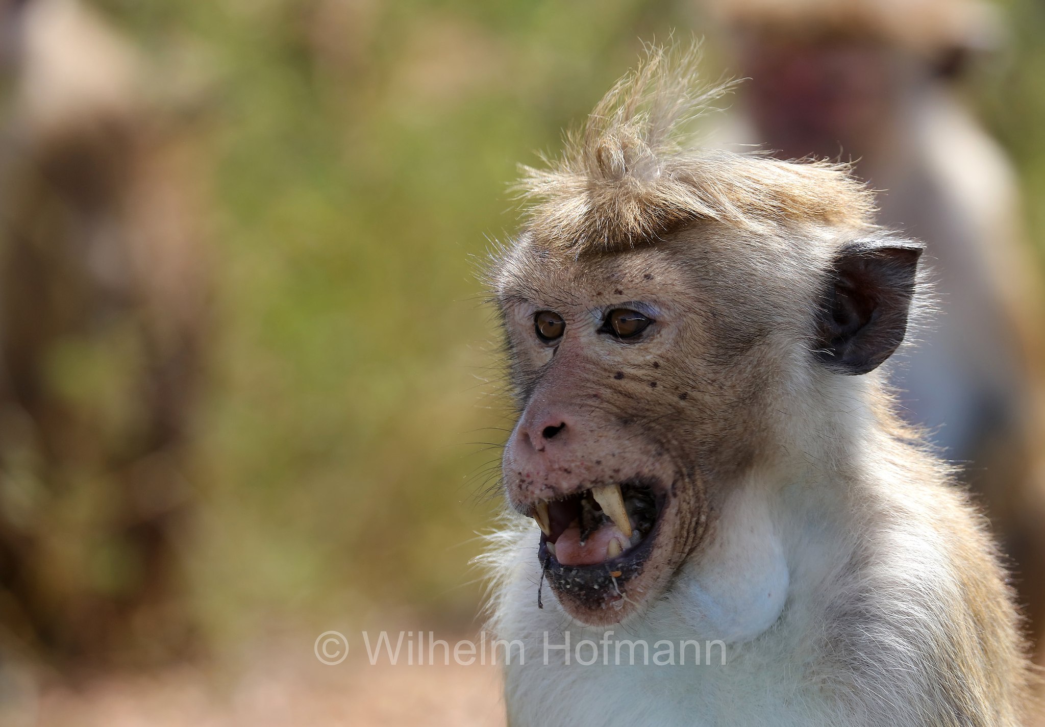 toque macaque, Ceylon-Hutaffe, macaco dal berretto, ﻿Macaca sinica, Kirinda, Sri Lanka