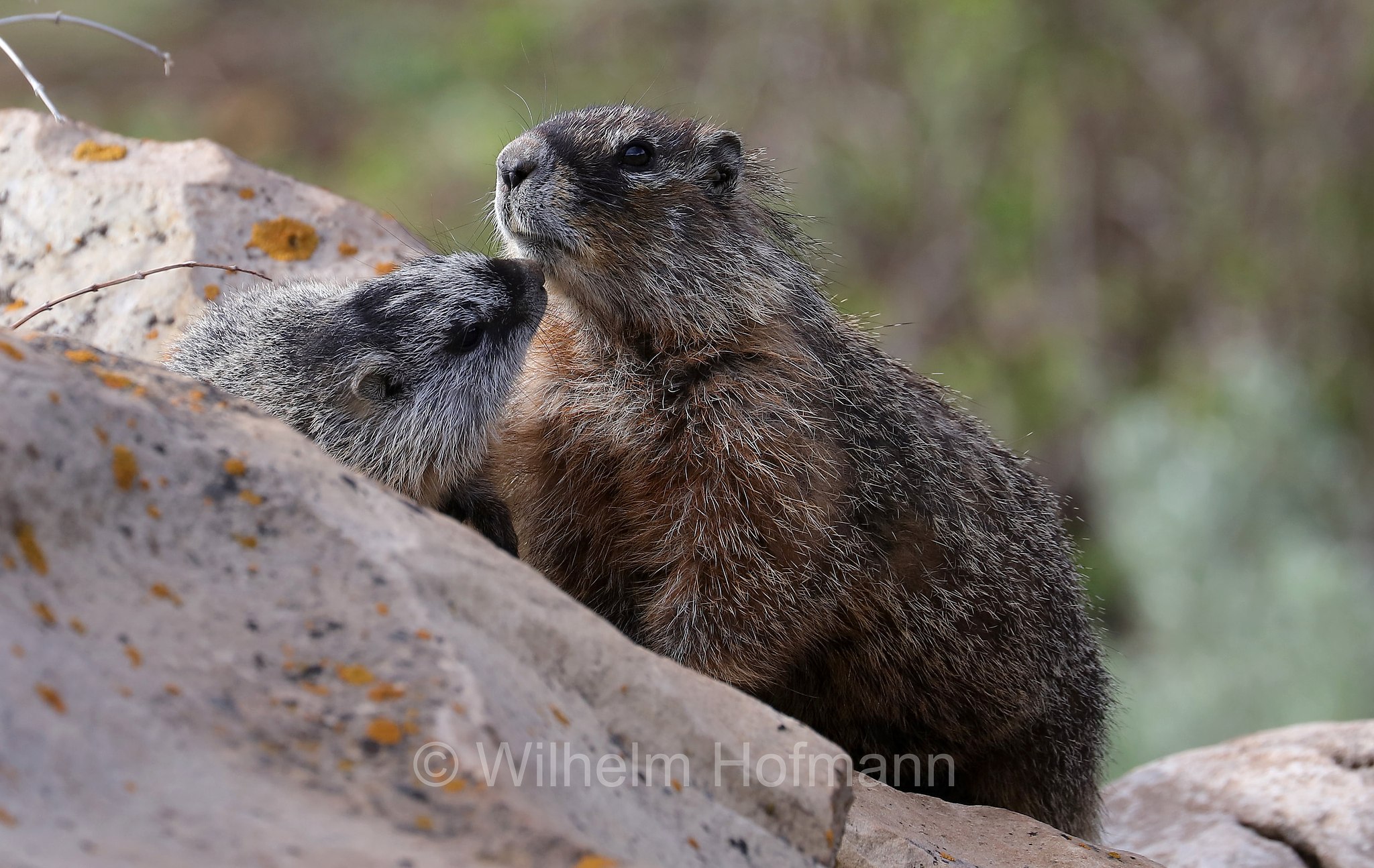 Marmota flaviventris, yellow-bellied marmot, rock chuck, Gelbbauchmurmeltier, marmotta dal ventre giallo, Gros Ventre Slide, Wyoming, USA