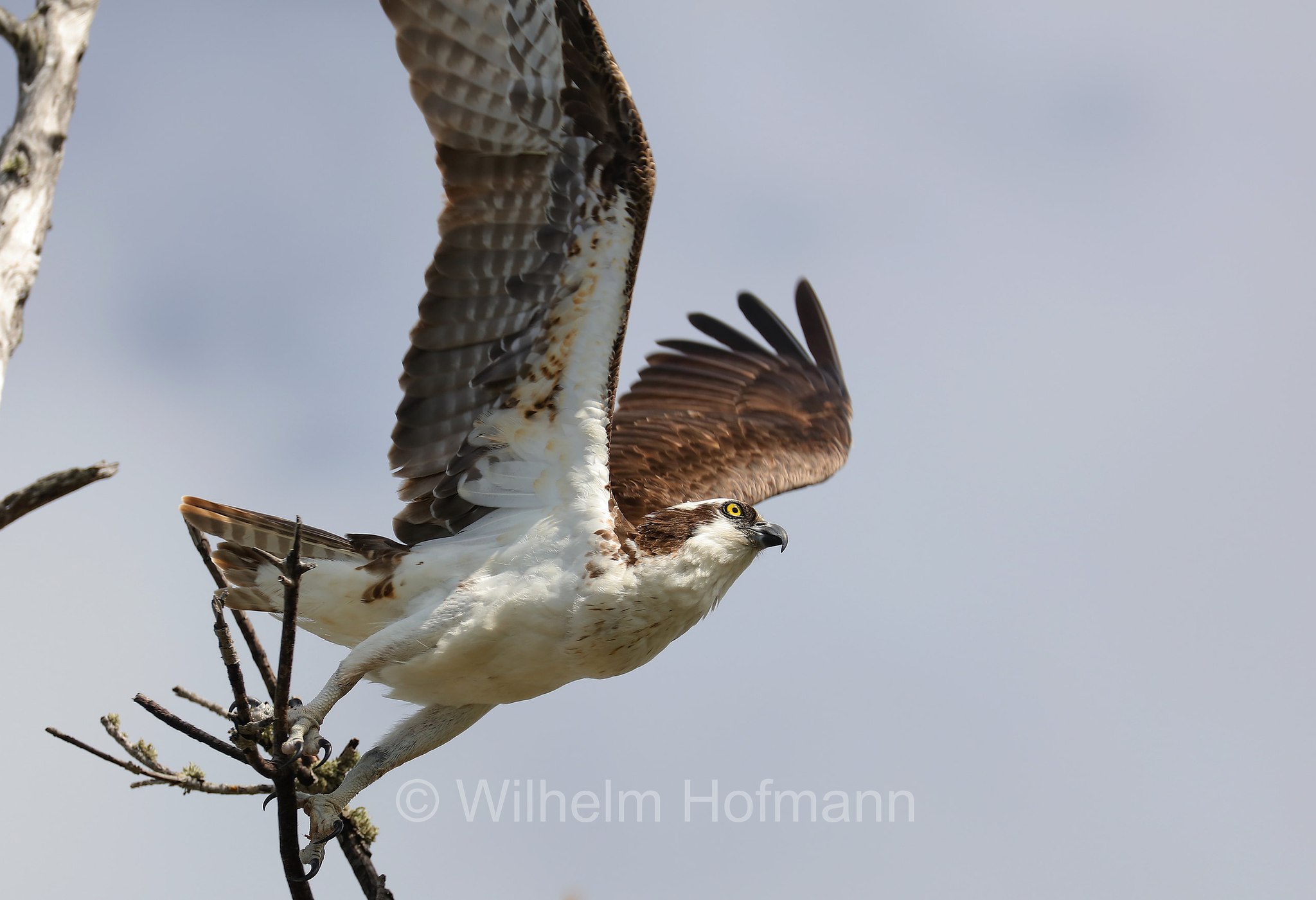 Pandion haliaetus carolinensis, American osprey, North American osprey, Carolina-Fischadler, falco pescatore, Lovers Key State Park, Florida, USA