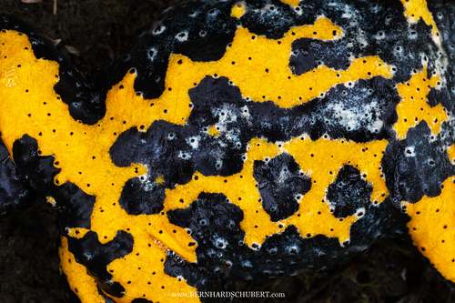 Bombina variegata - Gelbbauchunke