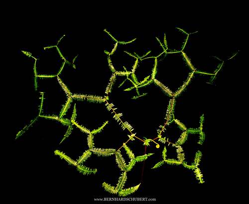Branched