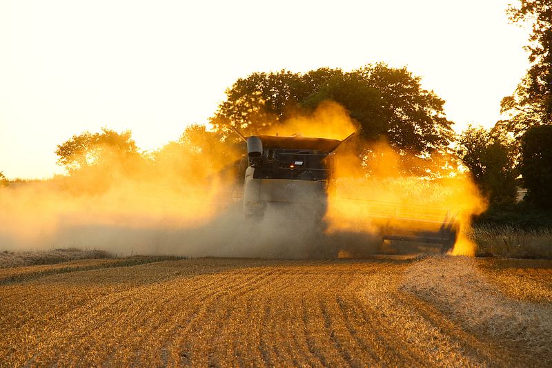 Bathurst Estate Harvest