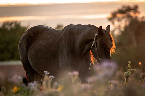 "Wild at Heart - Mustang Edition "Oriah"