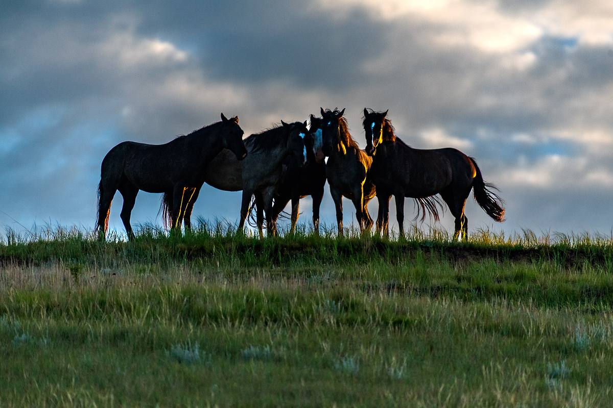 Wild Mustangs &mdash; Theodore Roosevelt National Park