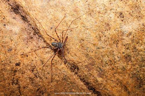 Geißelspinne (Amblypygi)