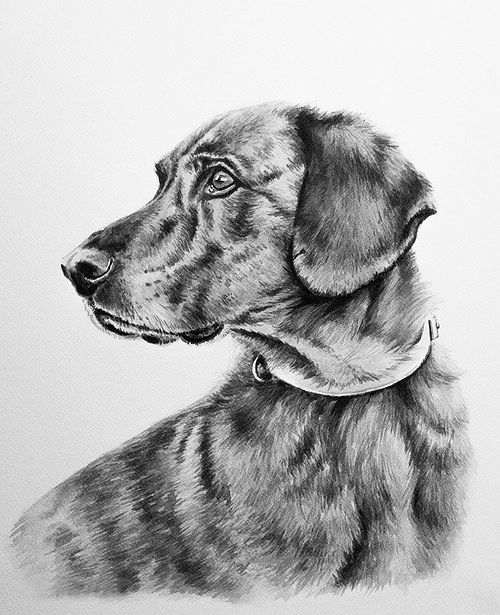 Black-and-white ink drawing of a Bardino dog with floppy ears and soft brindled coat